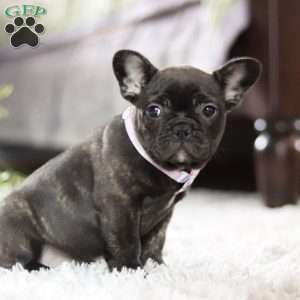 Jennifer, French Bulldog Puppy